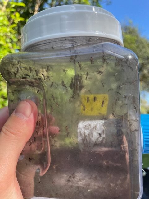Mosquitoes drinking sweetened liquid